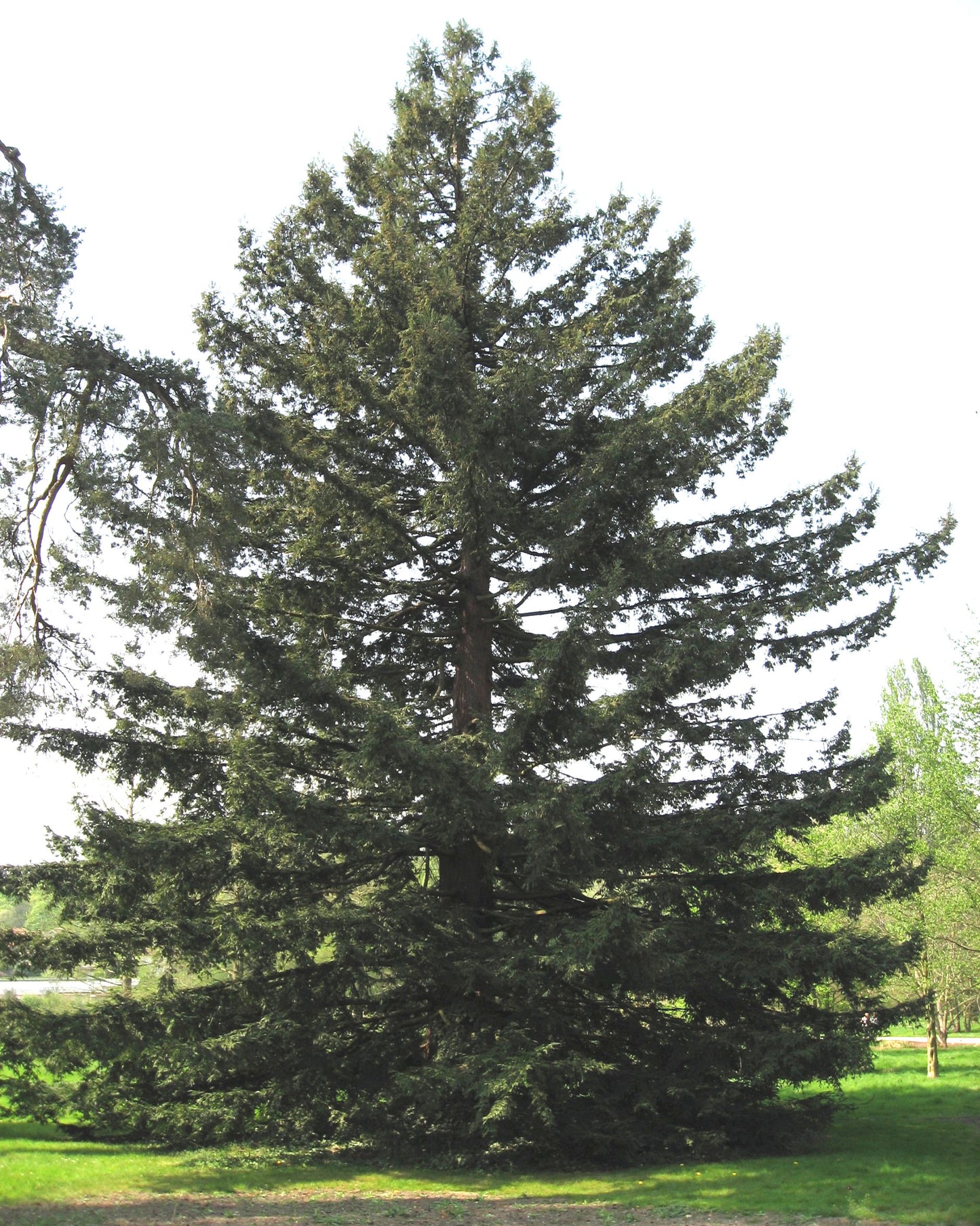California Redwood Coast Redwood (Sequoia sempervirens)