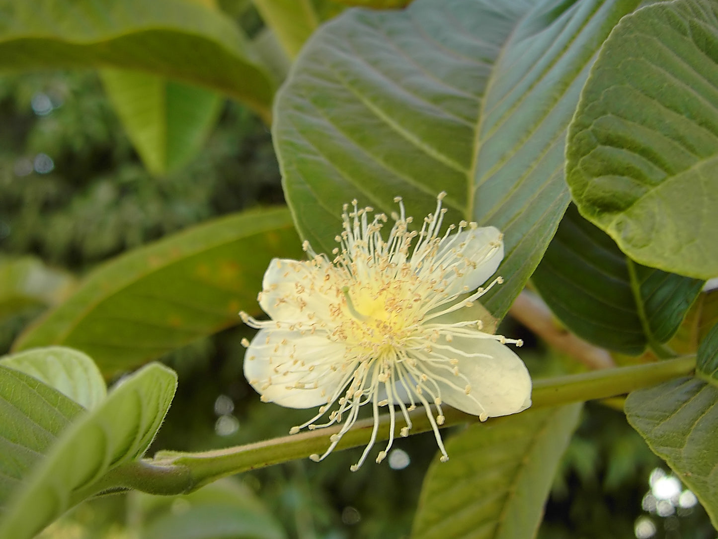 Common Guava Lemon Guava (Psidium guajava)