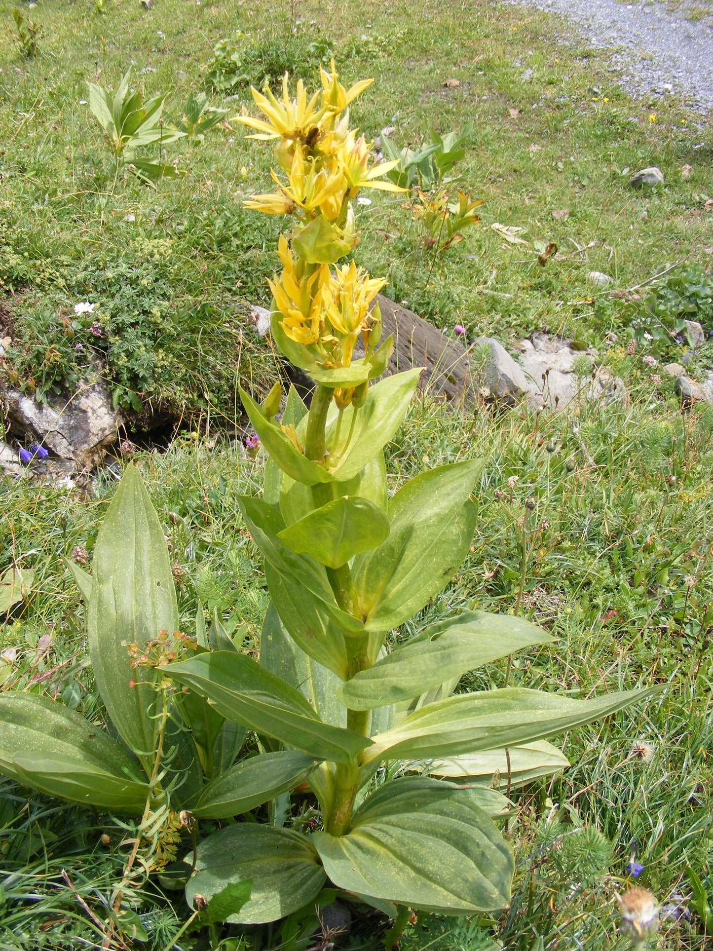 Yellow Gentian (Gentiana lutea)