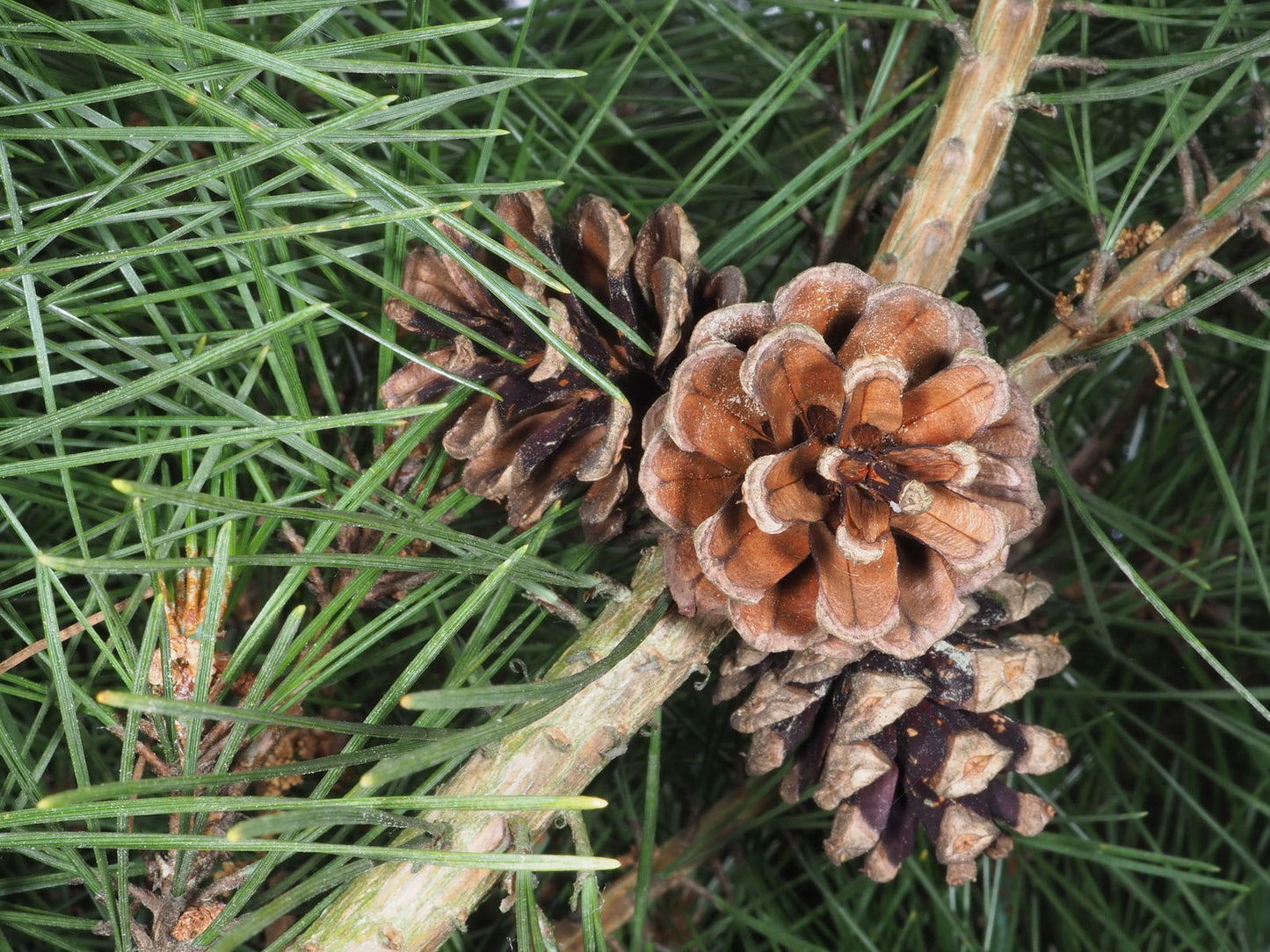 Japanese Pine (Pinus densiflora)