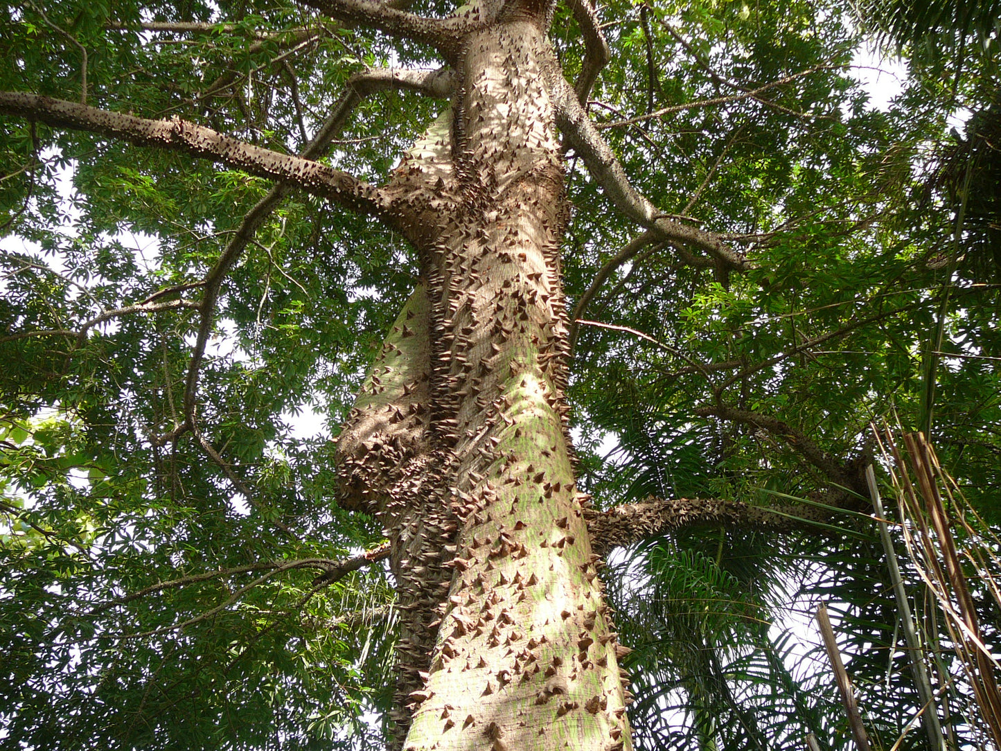 Java Cotton Java Kapok Kapoktree (Ceiba pentandra)
