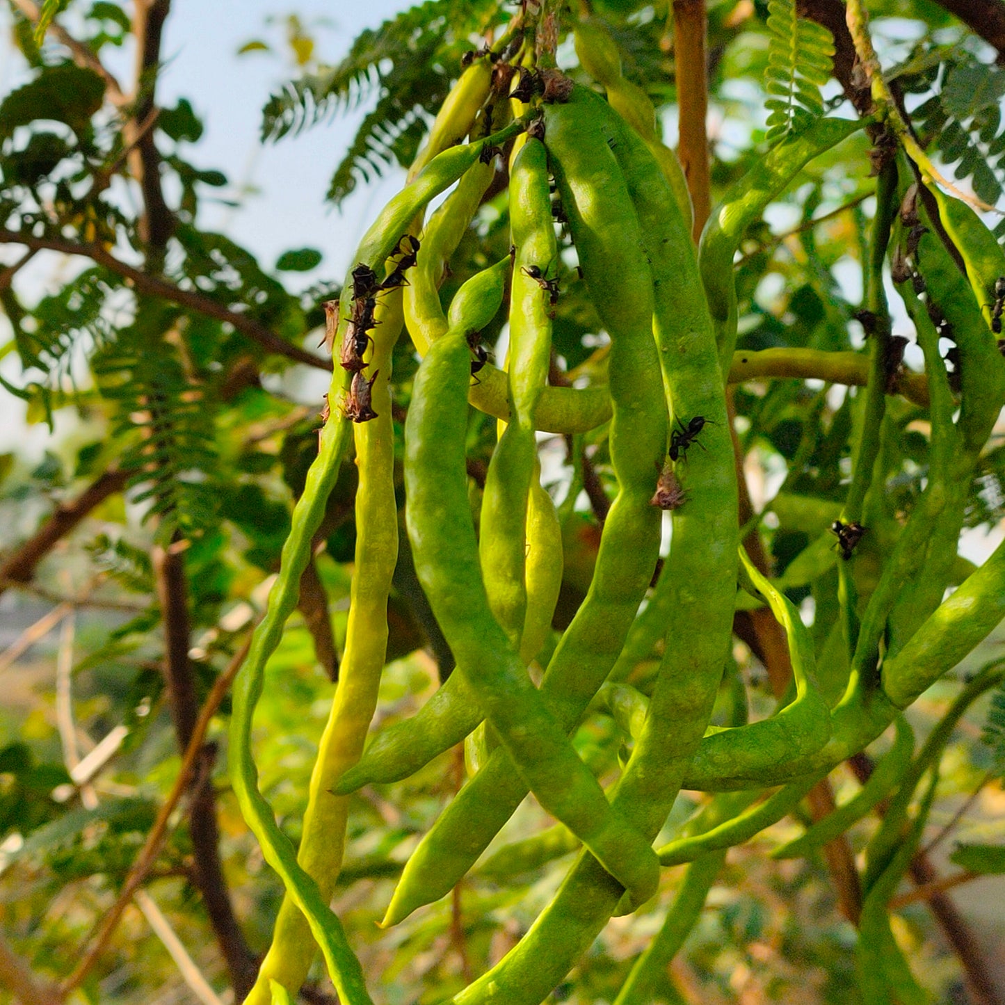 Algarrobo Mesquite (Prosopis juliflora)
