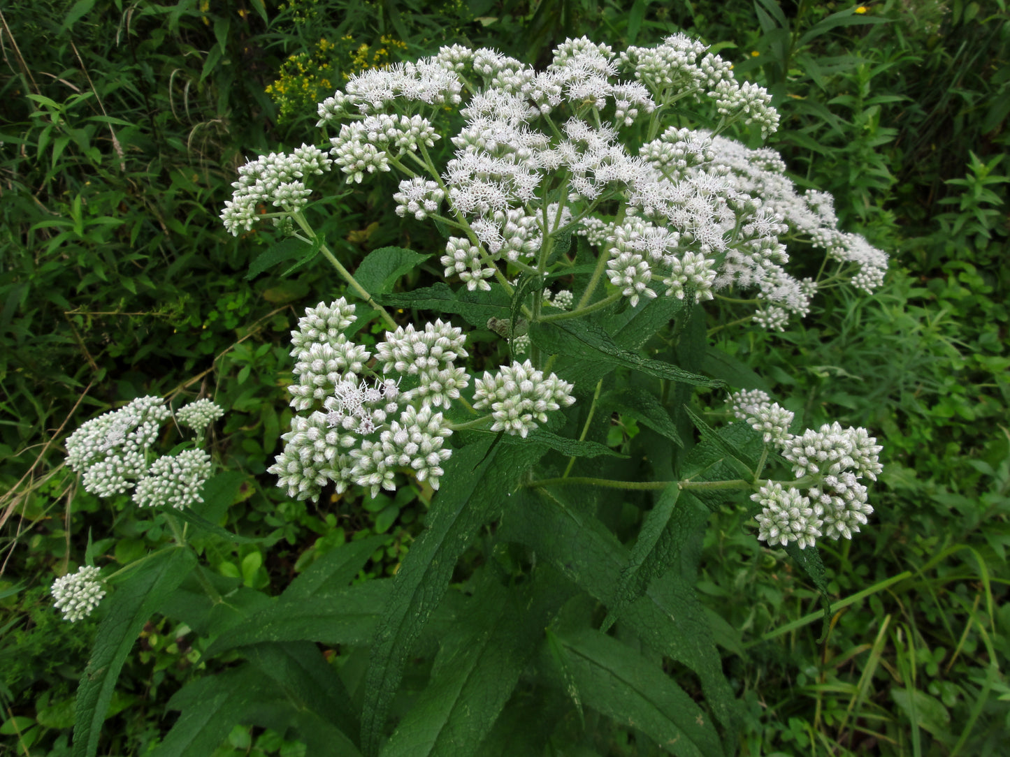 Common Boneset Thoroughwort (Eupatorium perfoliatum)