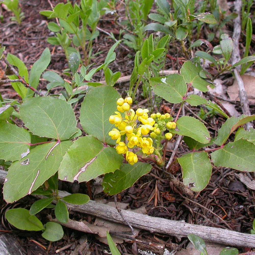 Creeping Mahonia (Berberis repens)