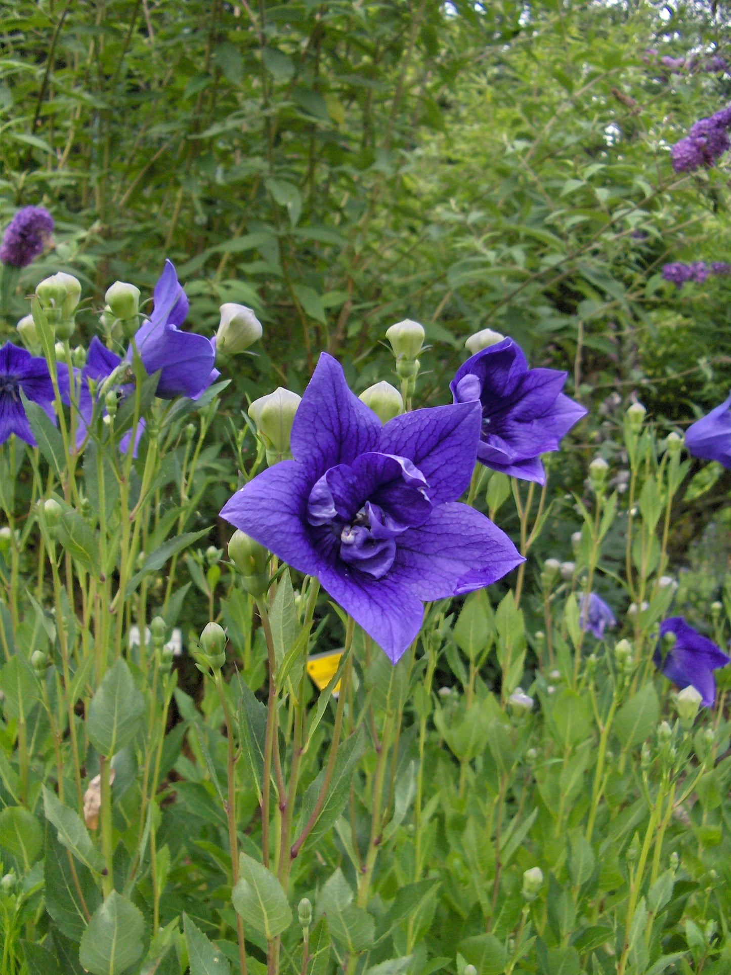 Balloon-flower (Platycodon grandiflorus)