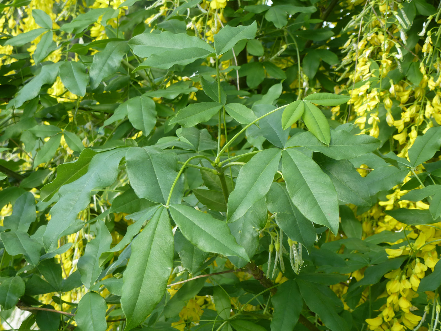 Goldenchain Tree Waterer Laburnum Golden Chain Tree (Laburnum X watereri)