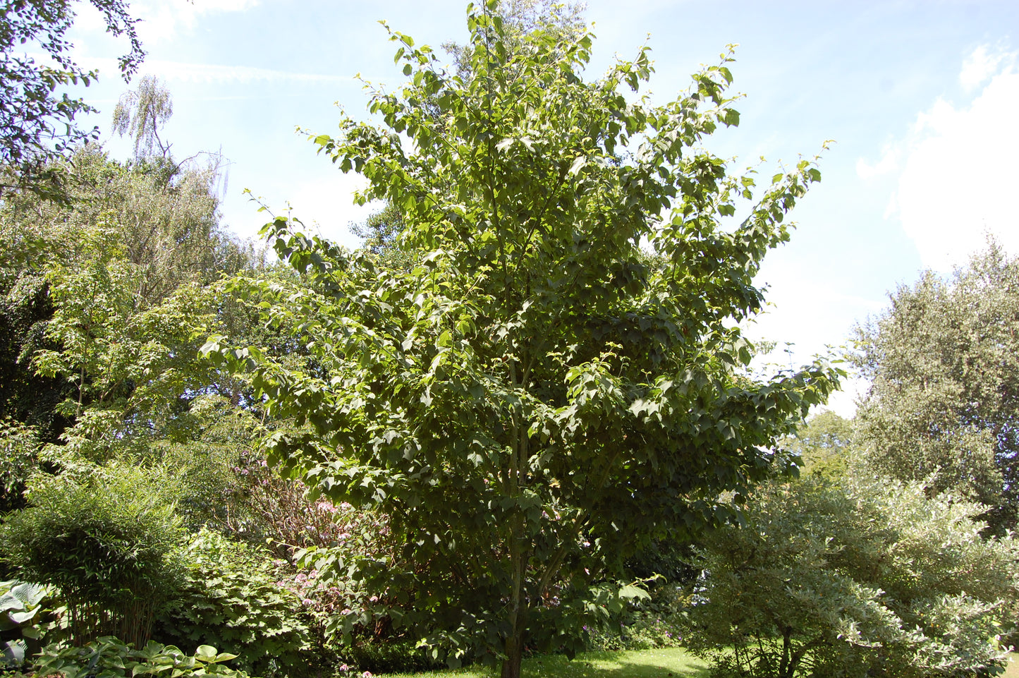 Honshū Snake Bark Maple (Acer rufinerve)