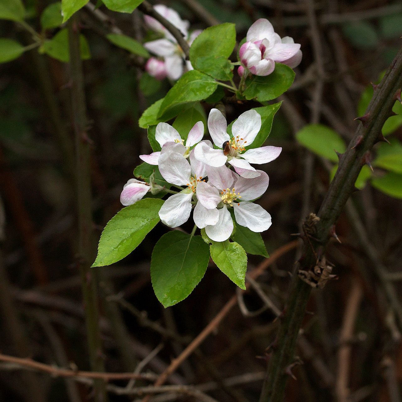 European / French Crab Apple (Malus sylvestris)