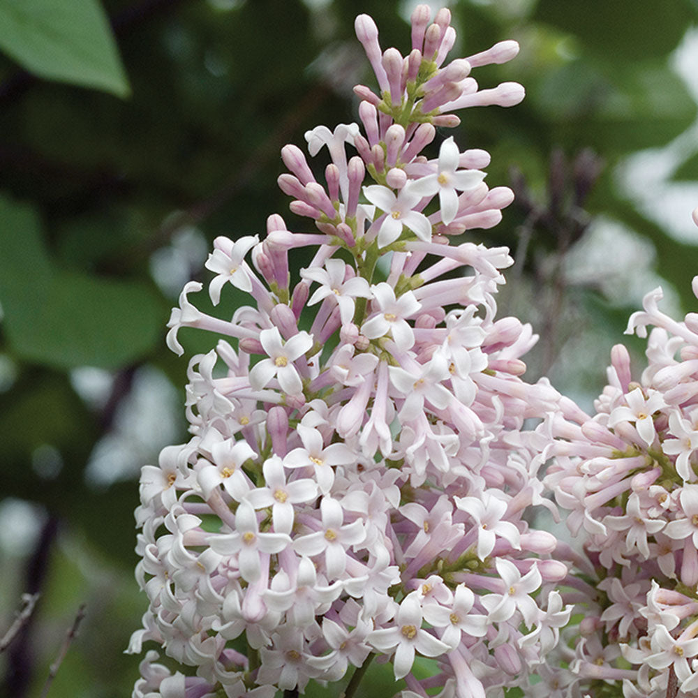Late Lilac Villous Lilac (Syringa villosa)