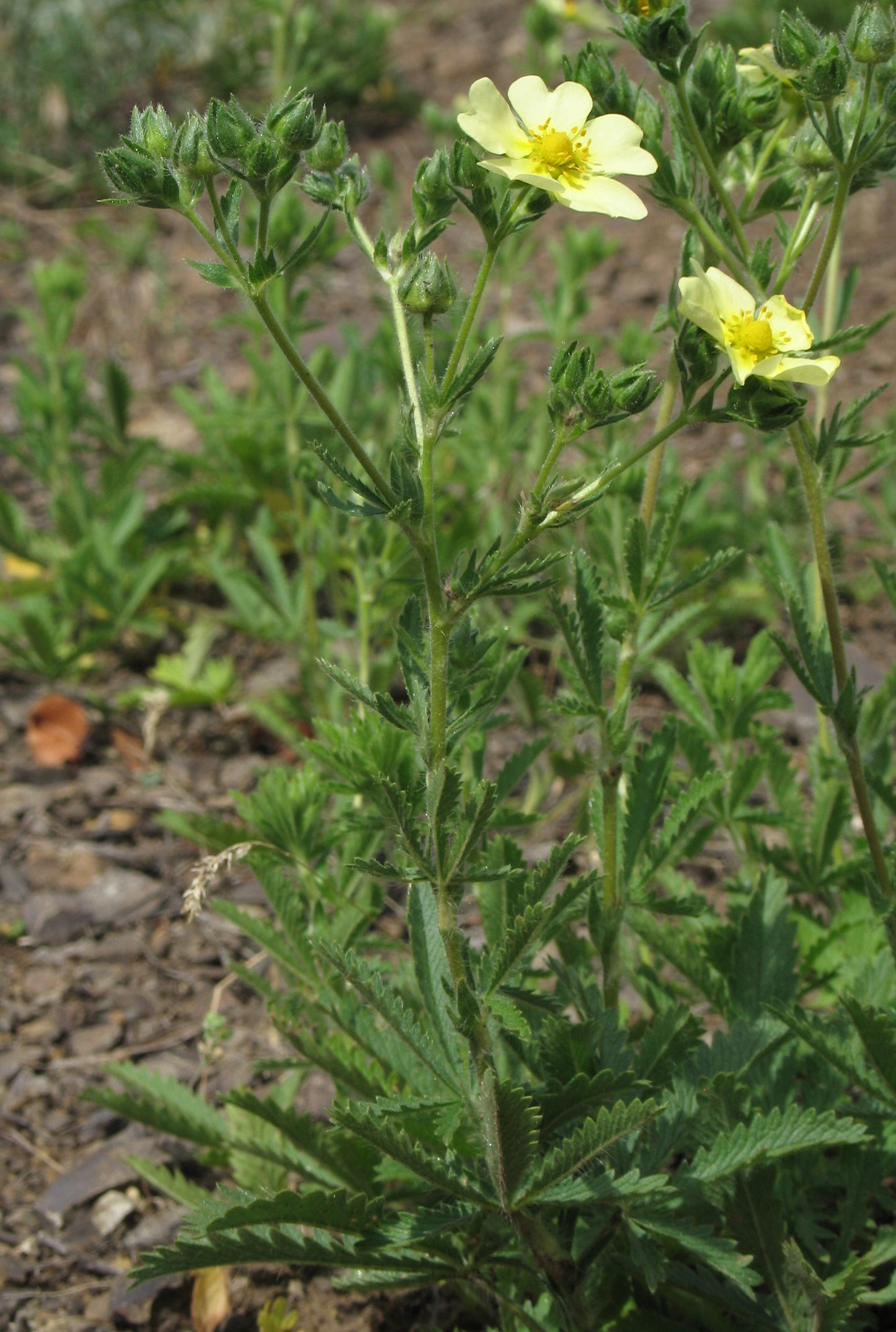 Sulphur Cinquefoil (Potentilla recta var. Warrensii)