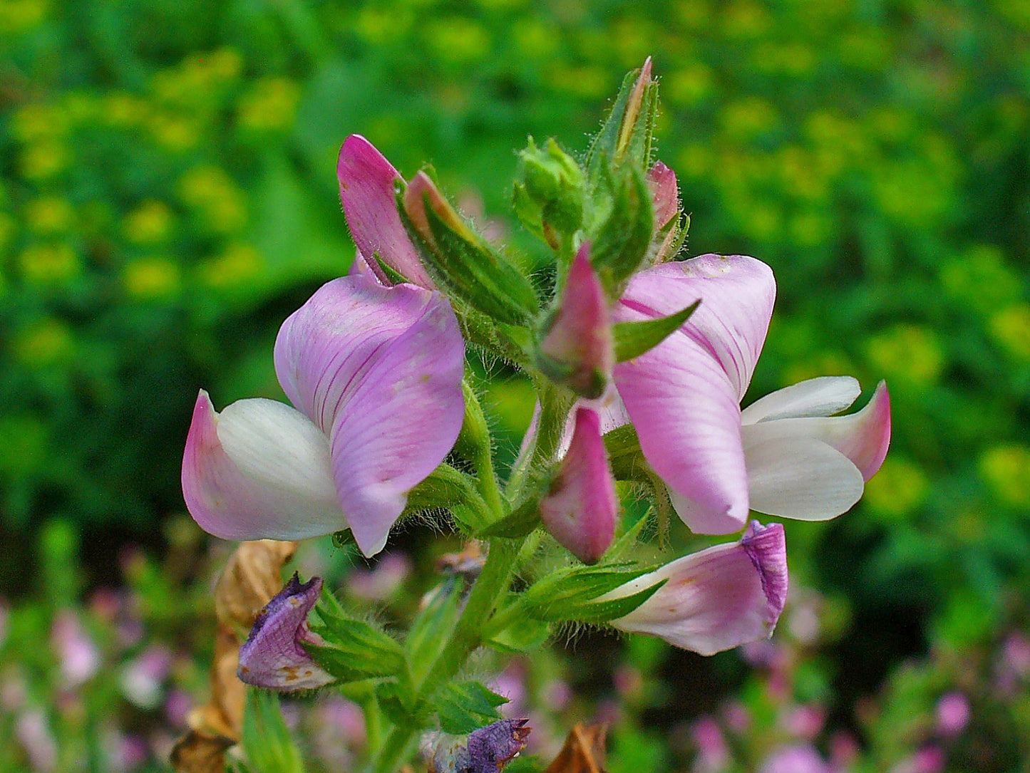 Spiny Restharrow Thornyleaf Ononis (Ononis spinosa)