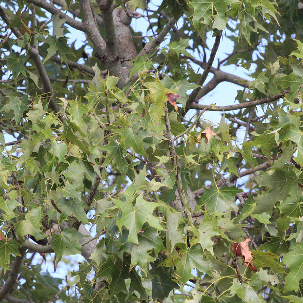 Broad-leaved Bottle Tree (Brachychiton australis)