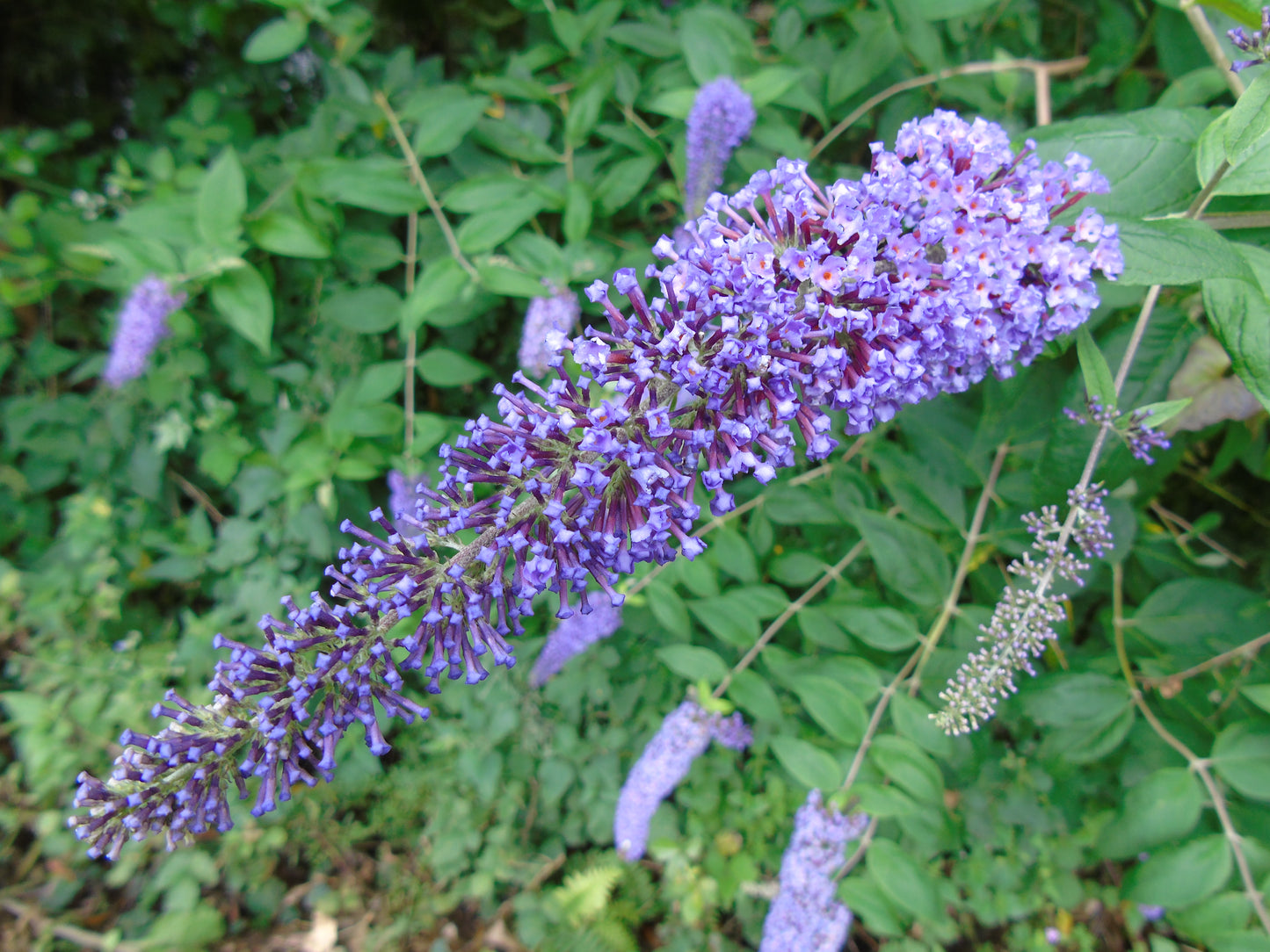 Butterfly Bush Orange Eye Butterflybush Summer Lilac (Buddleja davidii)