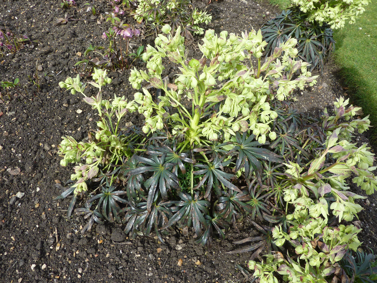 Bears Foot Dungwort Setterwort Stinking Hellebore (Helleborus foetidus)