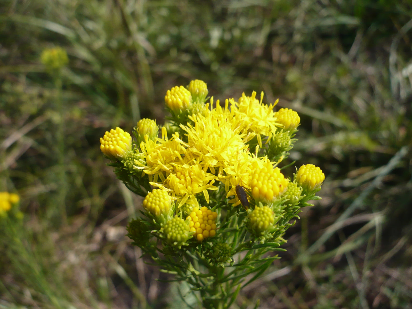 Goldilocks Goldilocks Aster (Aster linosyris)