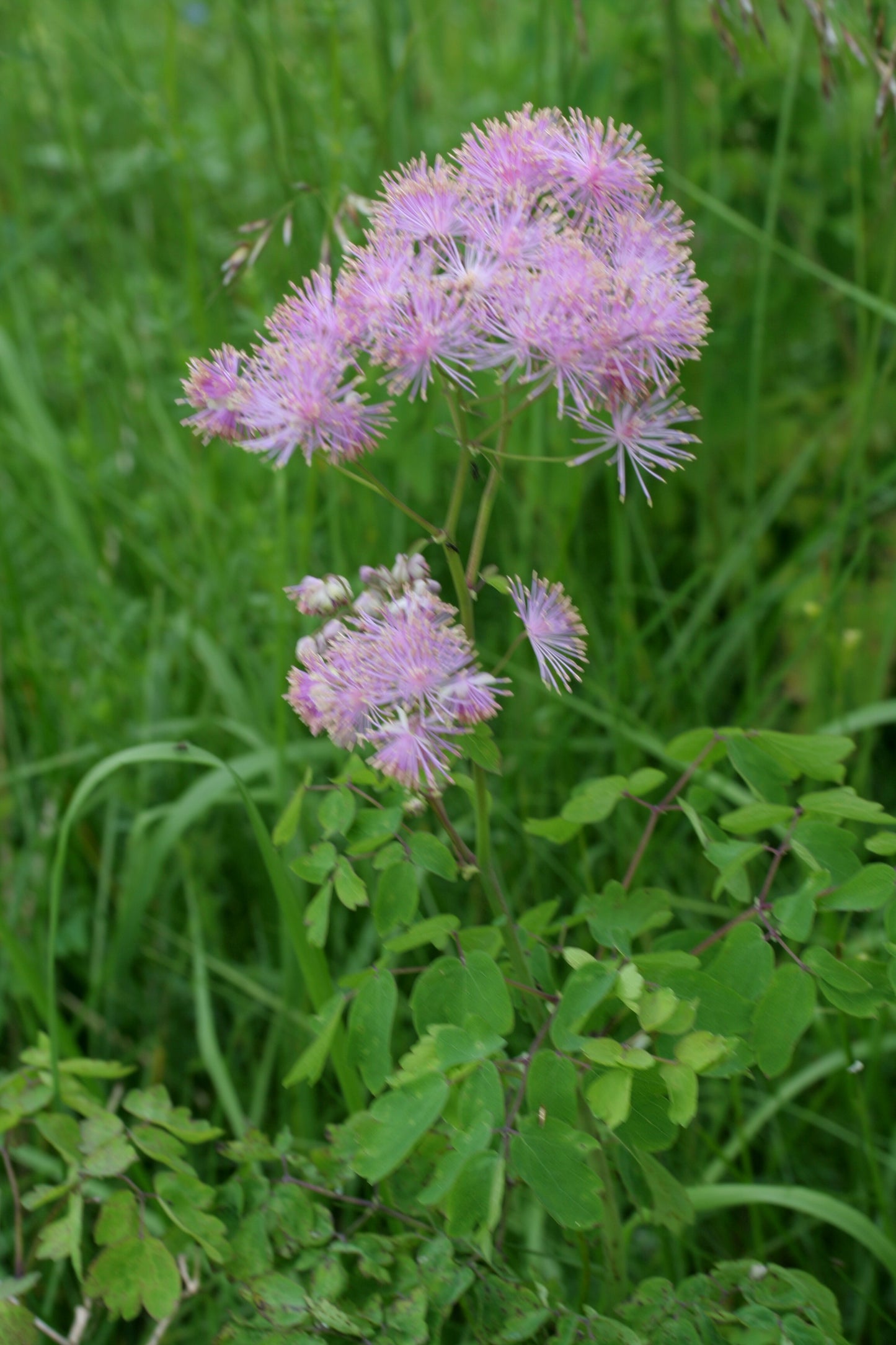 Columbine Meadow-rue Rue (Thalictrum aquilegifolium)