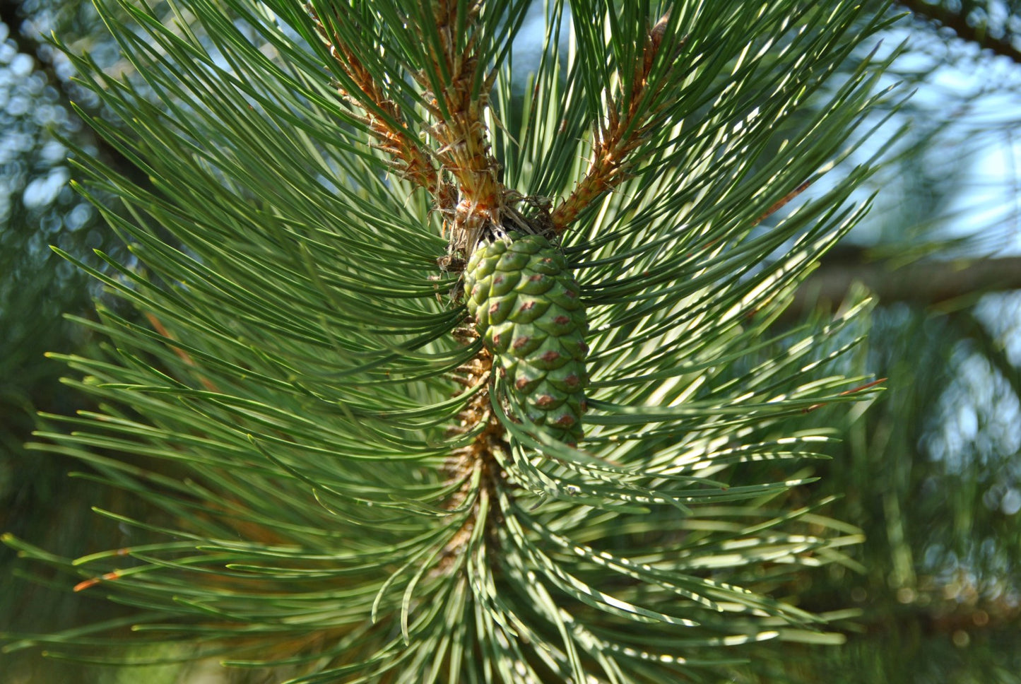 Austrian European Black Pine (Pinus nigra var. austriaca)
