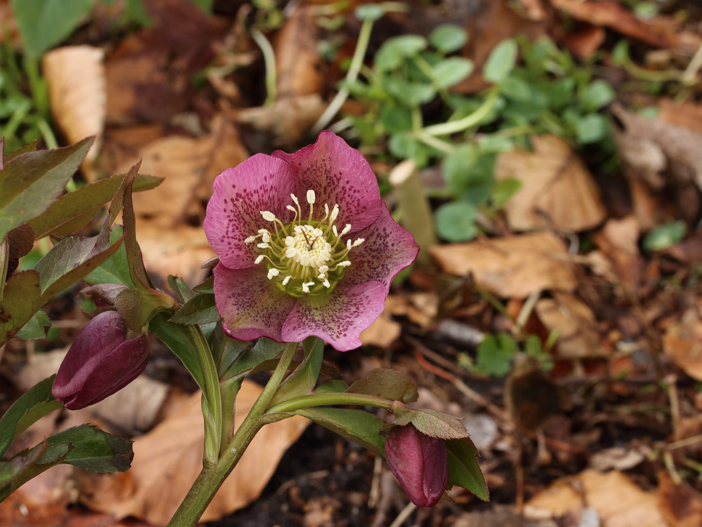 Hellebore Lenten-rose (Helleborus orientalis)