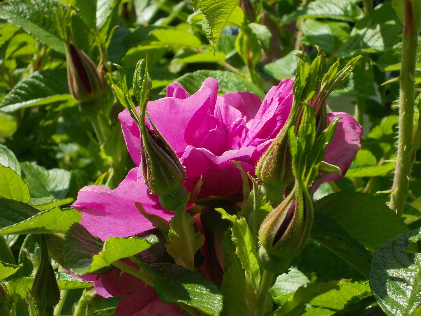 Davids Rose Davids Rose (Rosa davidii)
