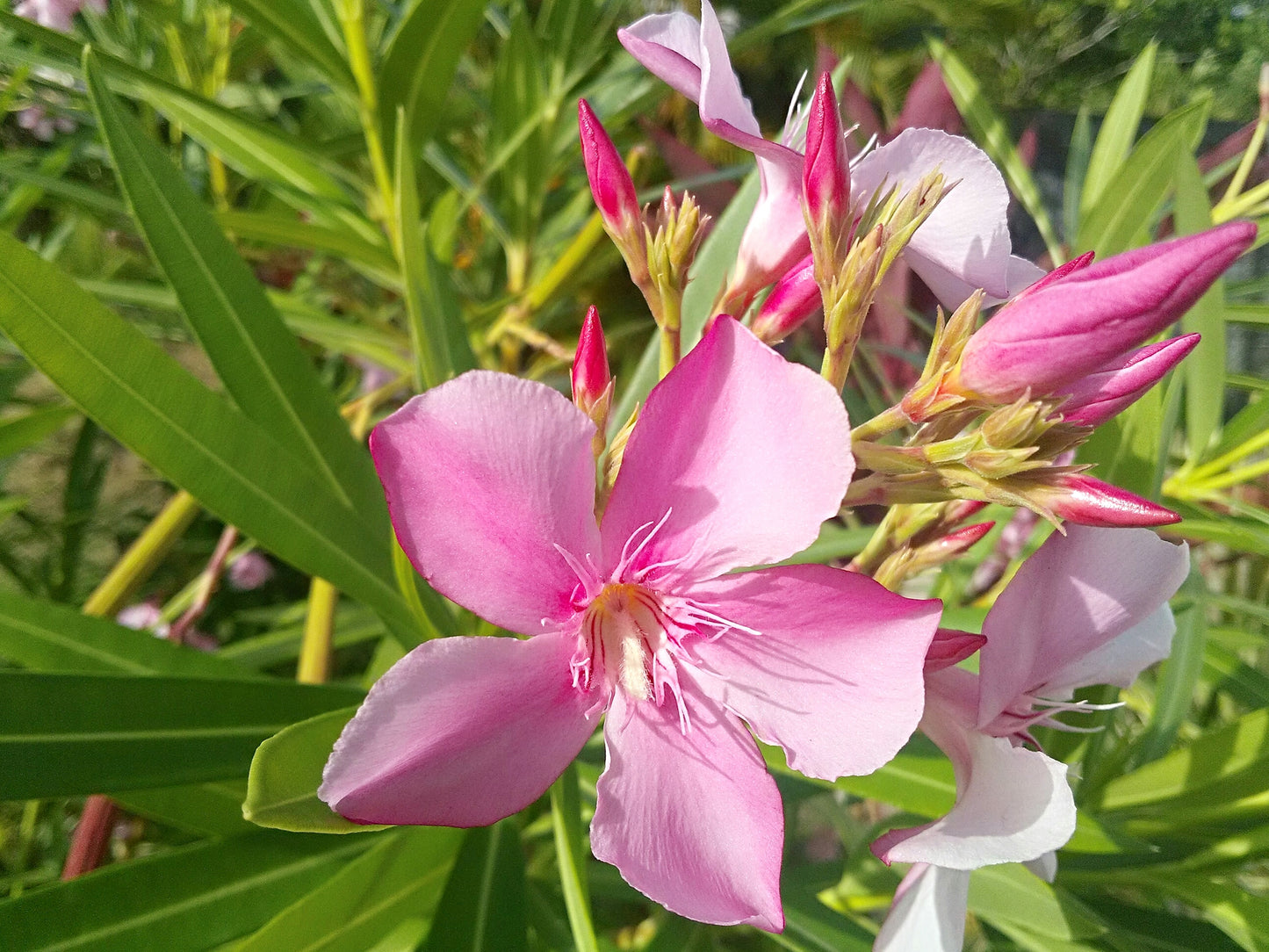 Oleander (Nerium oleander)