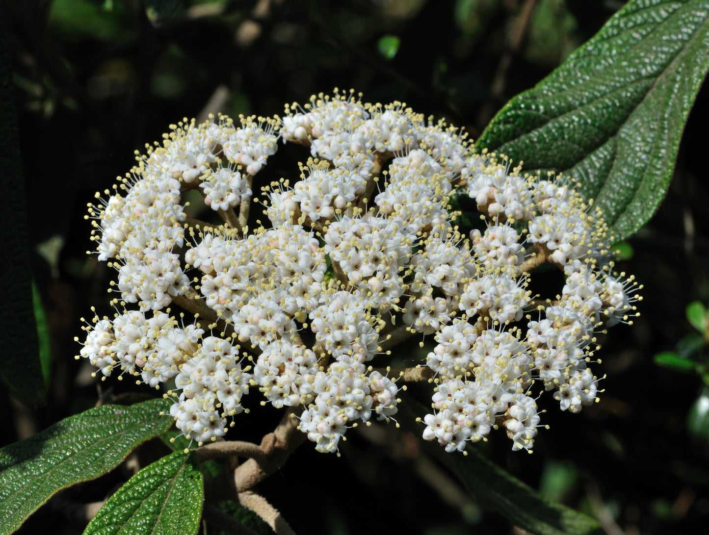 Leather-leaf Viburnum Leatherleaf Arrowwood (Viburnum rhytidophyllum)