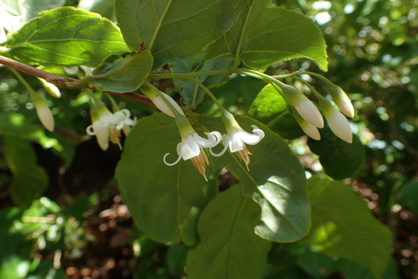 Chinese Snowbell (Styrax dasyanthus)