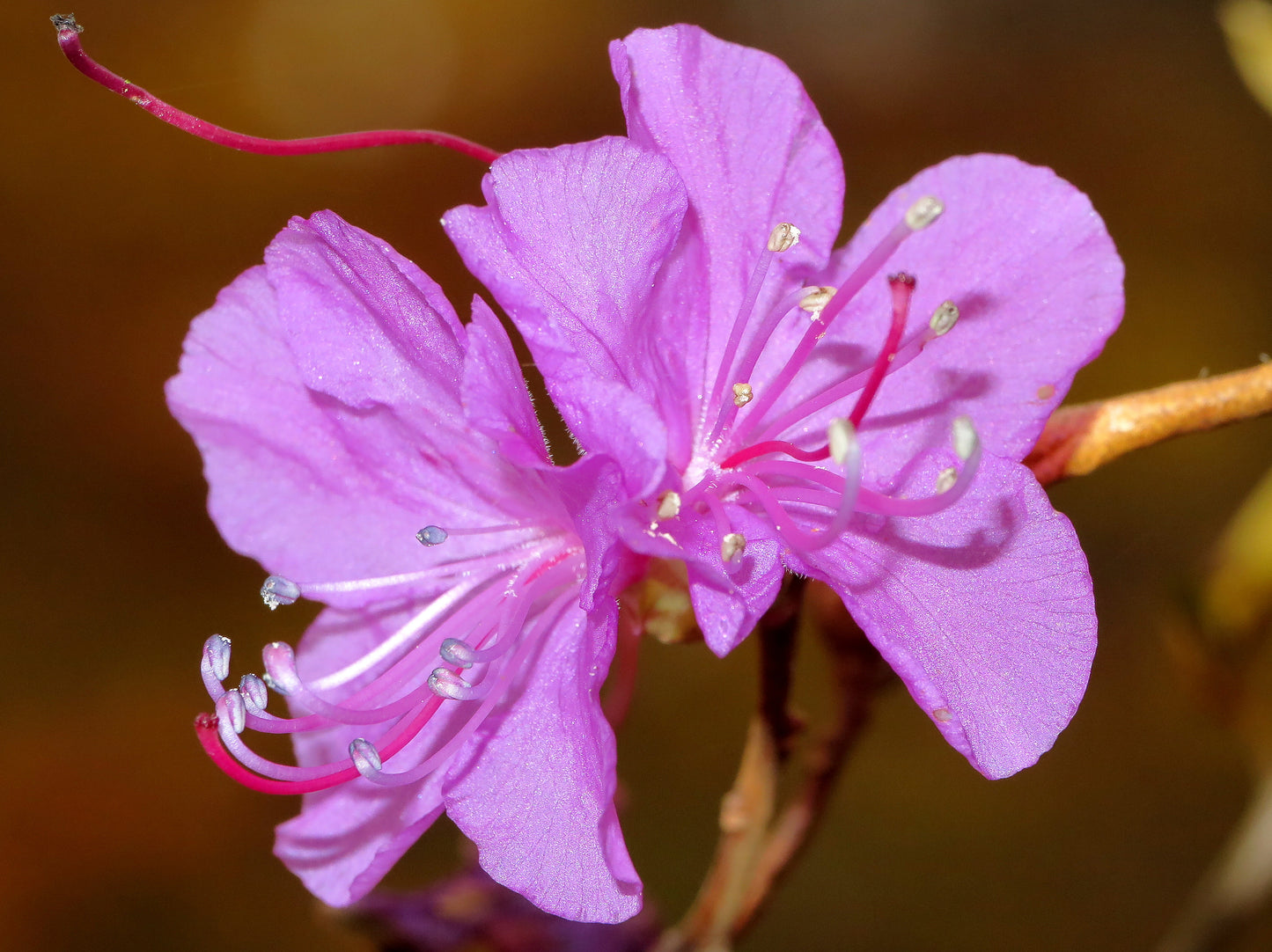 Korean Rhododendron (Rhododendron mucronulatum)