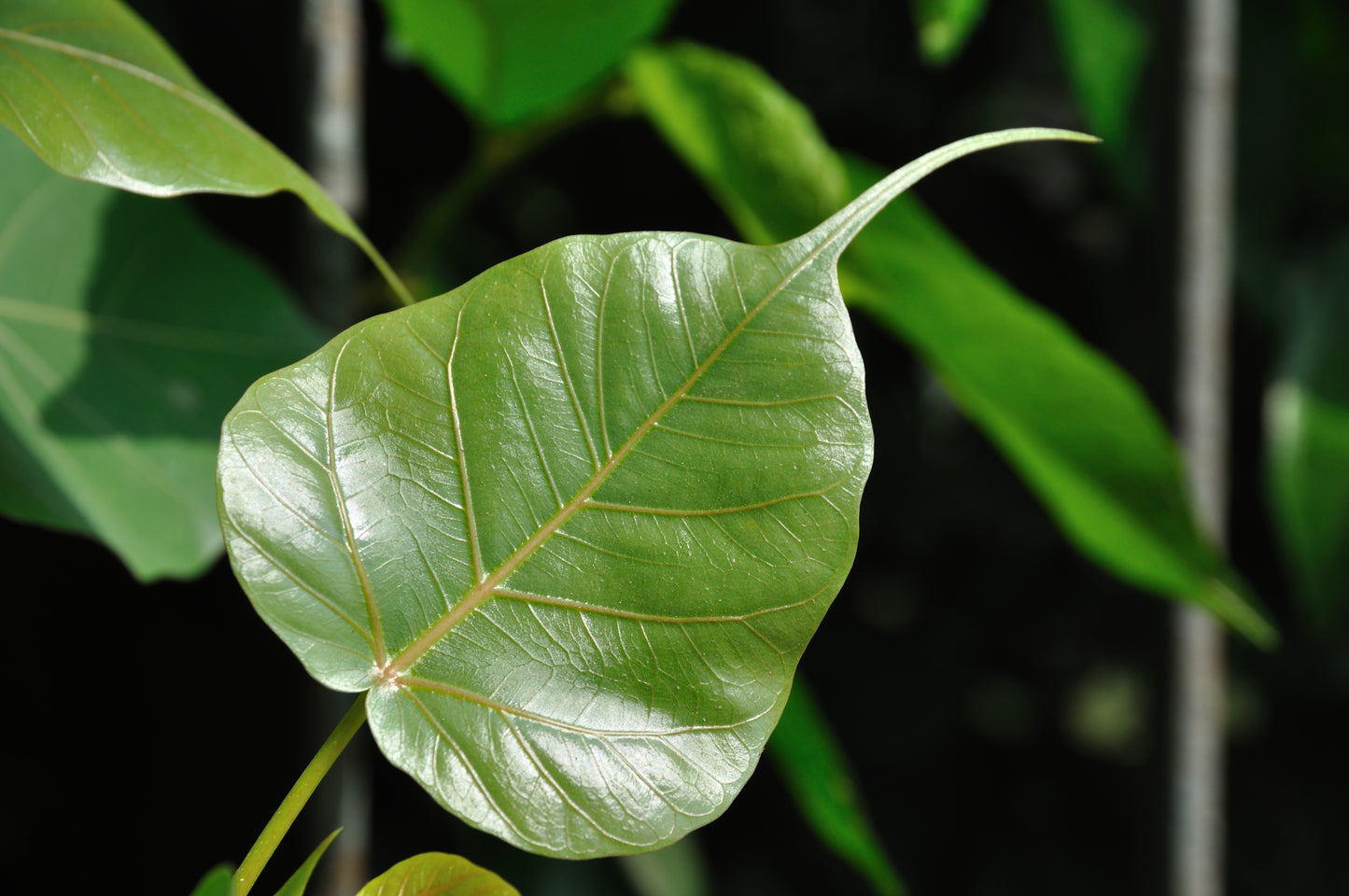 Peepul Tree, Sacred Fig (Ficus religiosa)