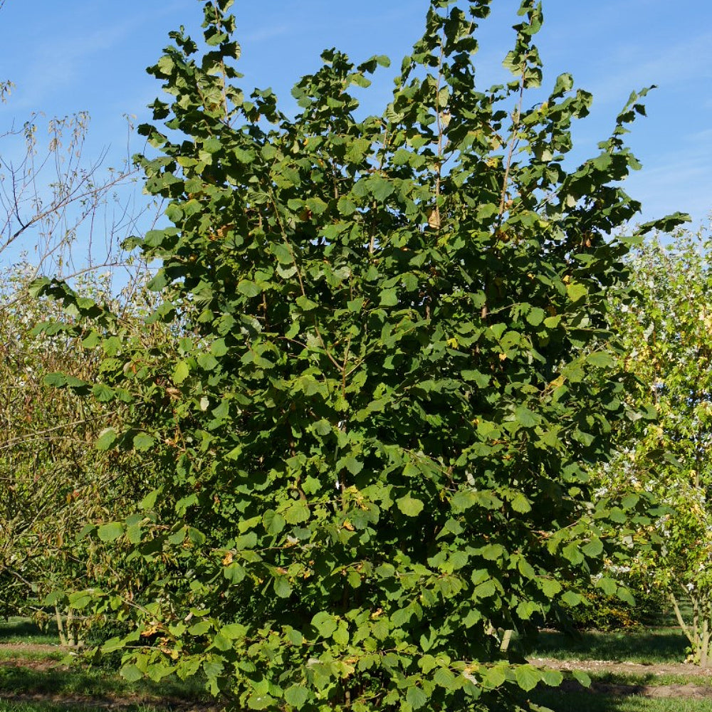 Common Filbert Hazelnut Hazelnut (Corylus avellana)