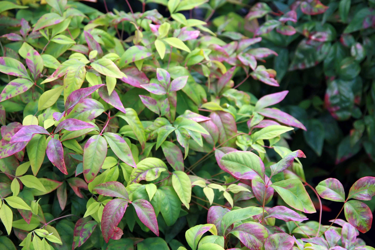 Dwarf Heavenly Bamboo Nana Bamboo (Nandina domestica 'Nana')