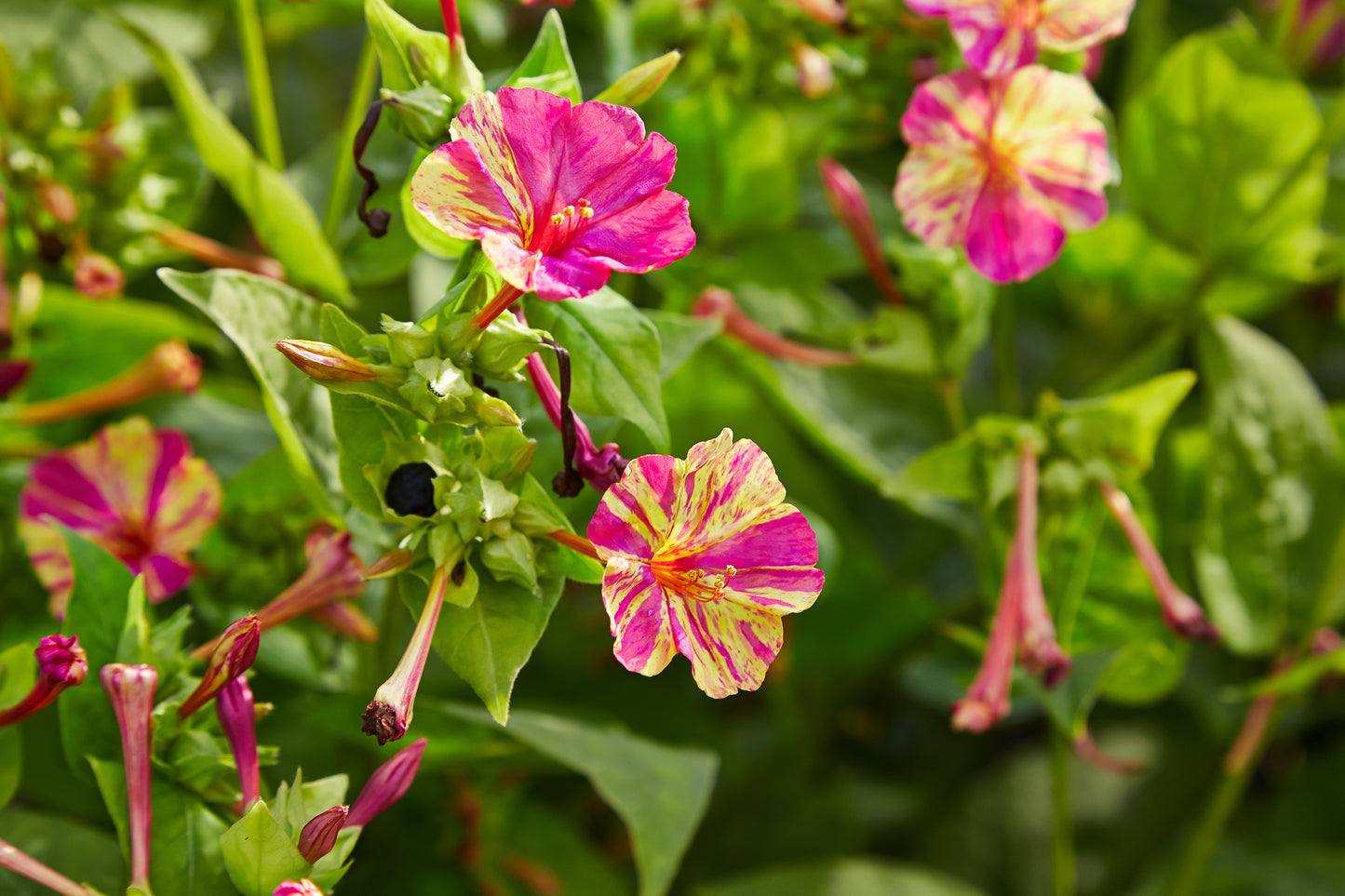 Four Oclocks Four Marvel Peru (Mirabilis jalapa)