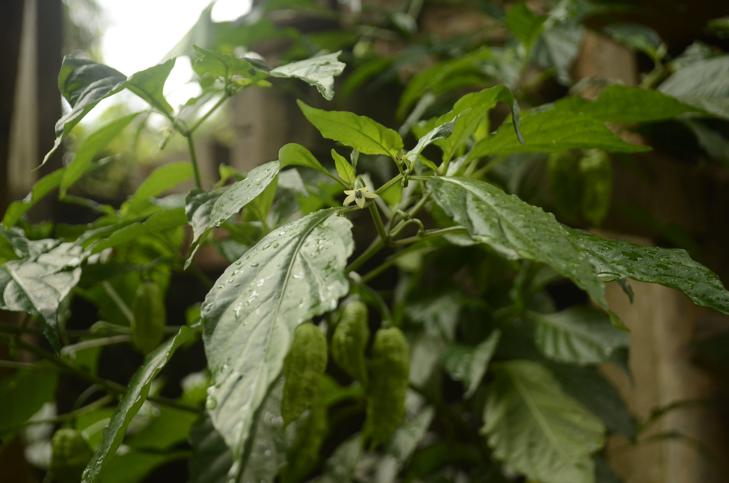 Aji Bhut Jolokia Ghost Pepper (Capsicum chinense 'Bhut jolokia')