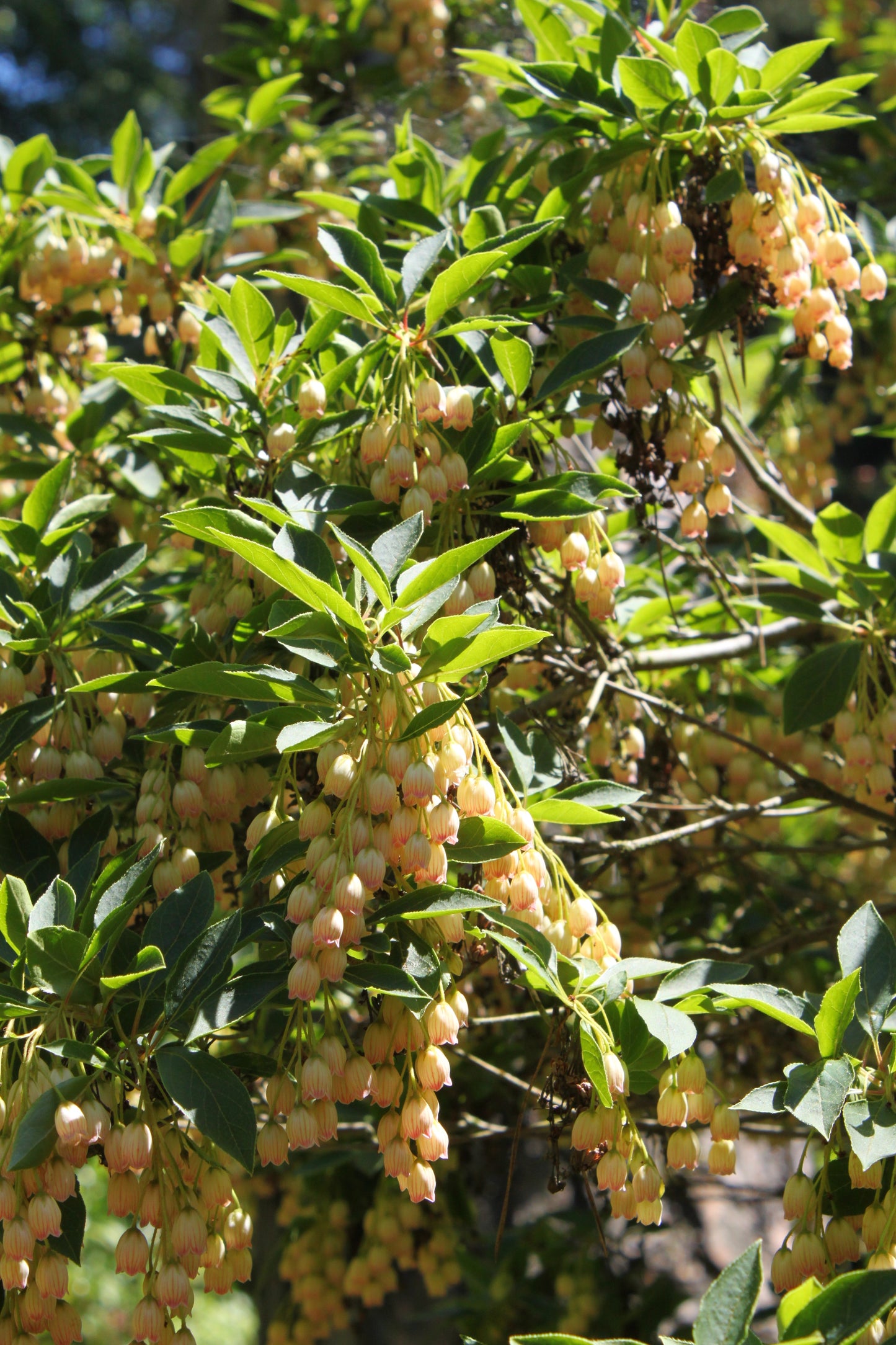 Red-veined Enkianthus (Enkianthus campanulatus)