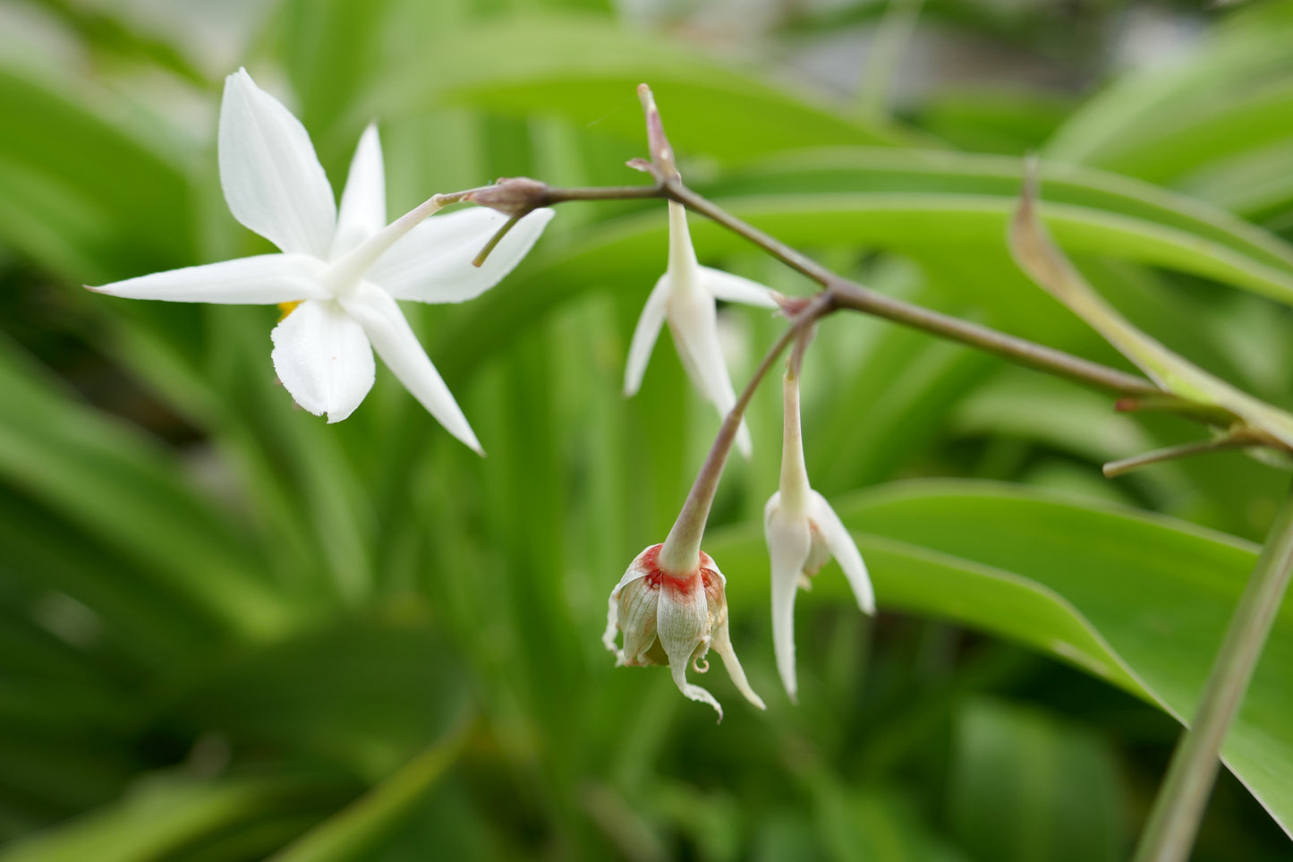 Renga Rock-lily (Arthropodium cirrhatum)