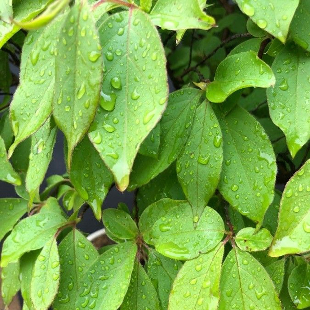 Tall Stewartia (Stewartia monadelpha)