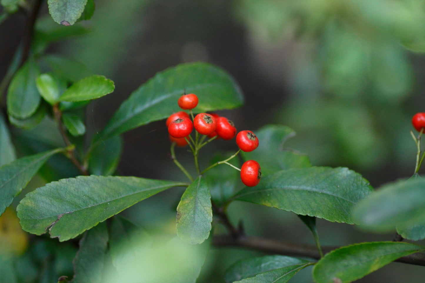 Chinese Firethorn (Pyracantha fortuneana)