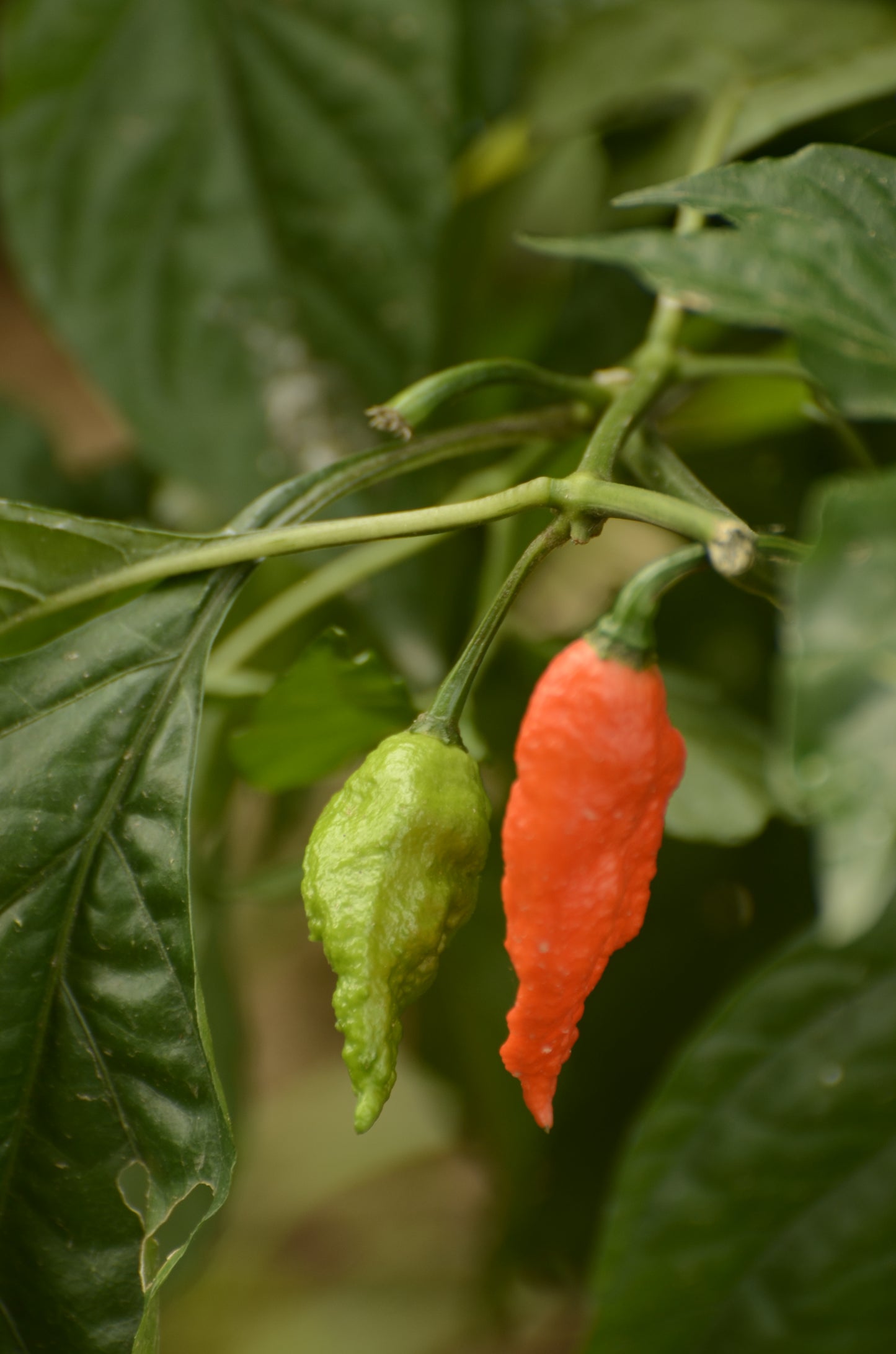Aji Bhut Jolokia Ghost Pepper (Capsicum chinense 'Bhut jolokia')