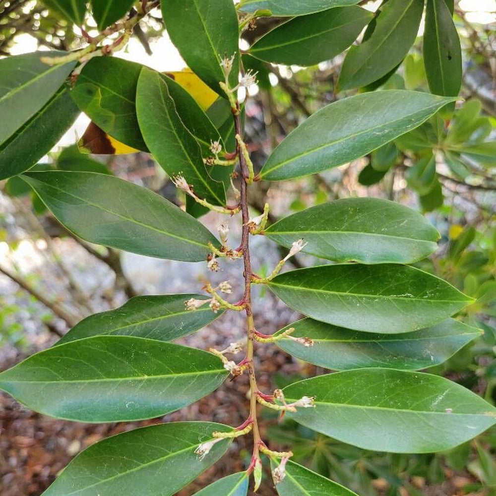 Carolina Laurelcherry Laurel Mock Orange Orange (Prunus caroliniana)