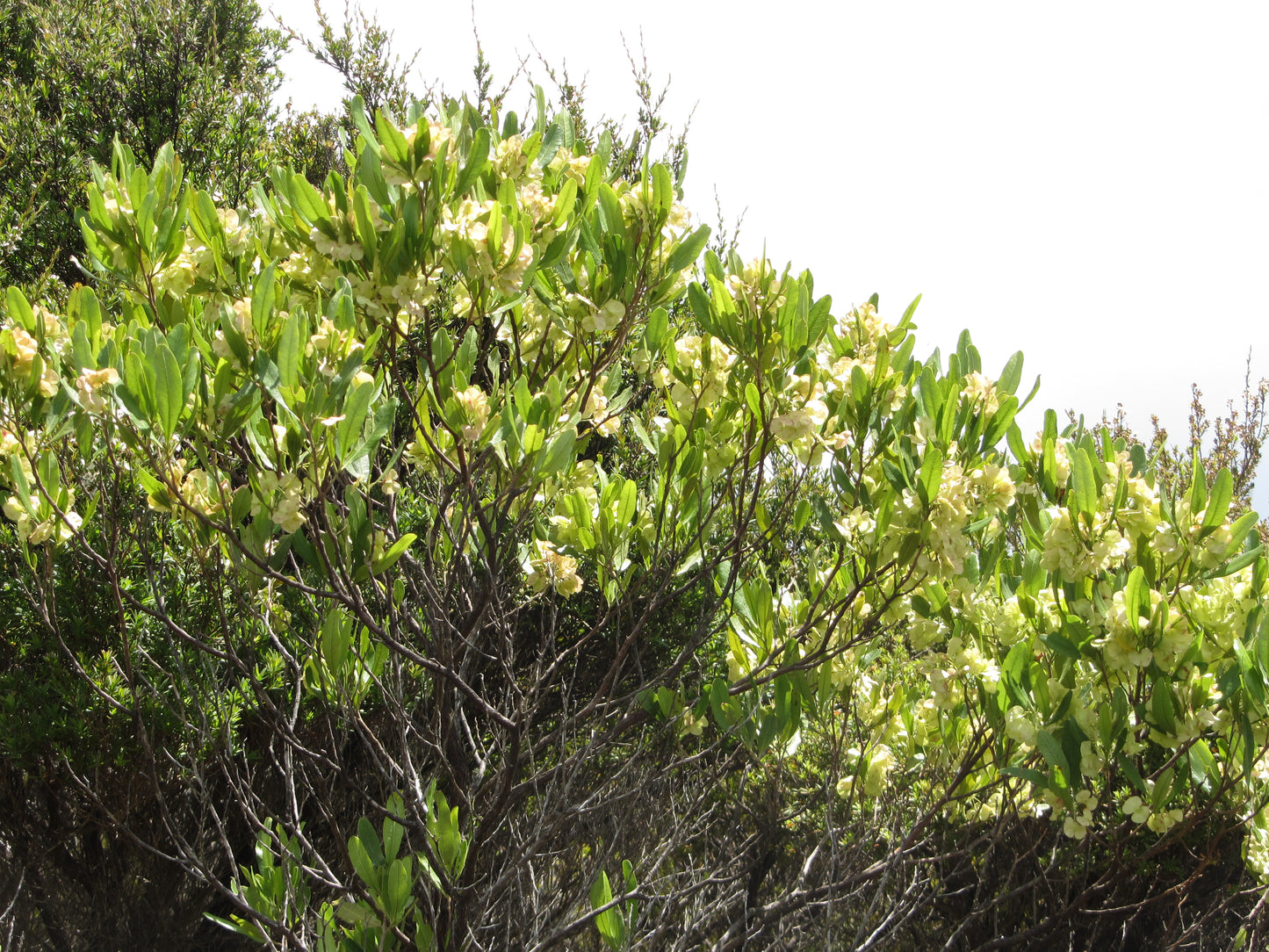 Florida Hopbush Hopsbush Native Hops (Dodonaea viscosa)