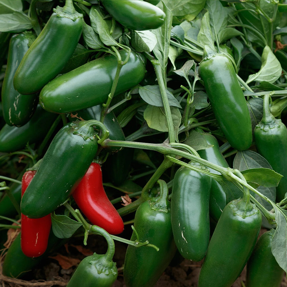 Early Jalapeno Pepper (Capsicum annuum 'Early Jalapeno')