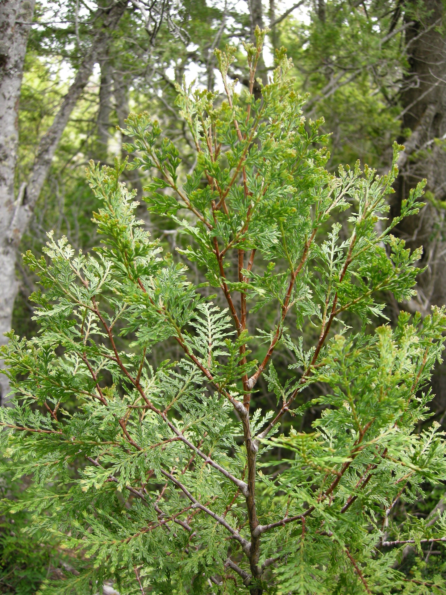 Chilean Cedar Cordilleran (Austrocedrus chilensis)