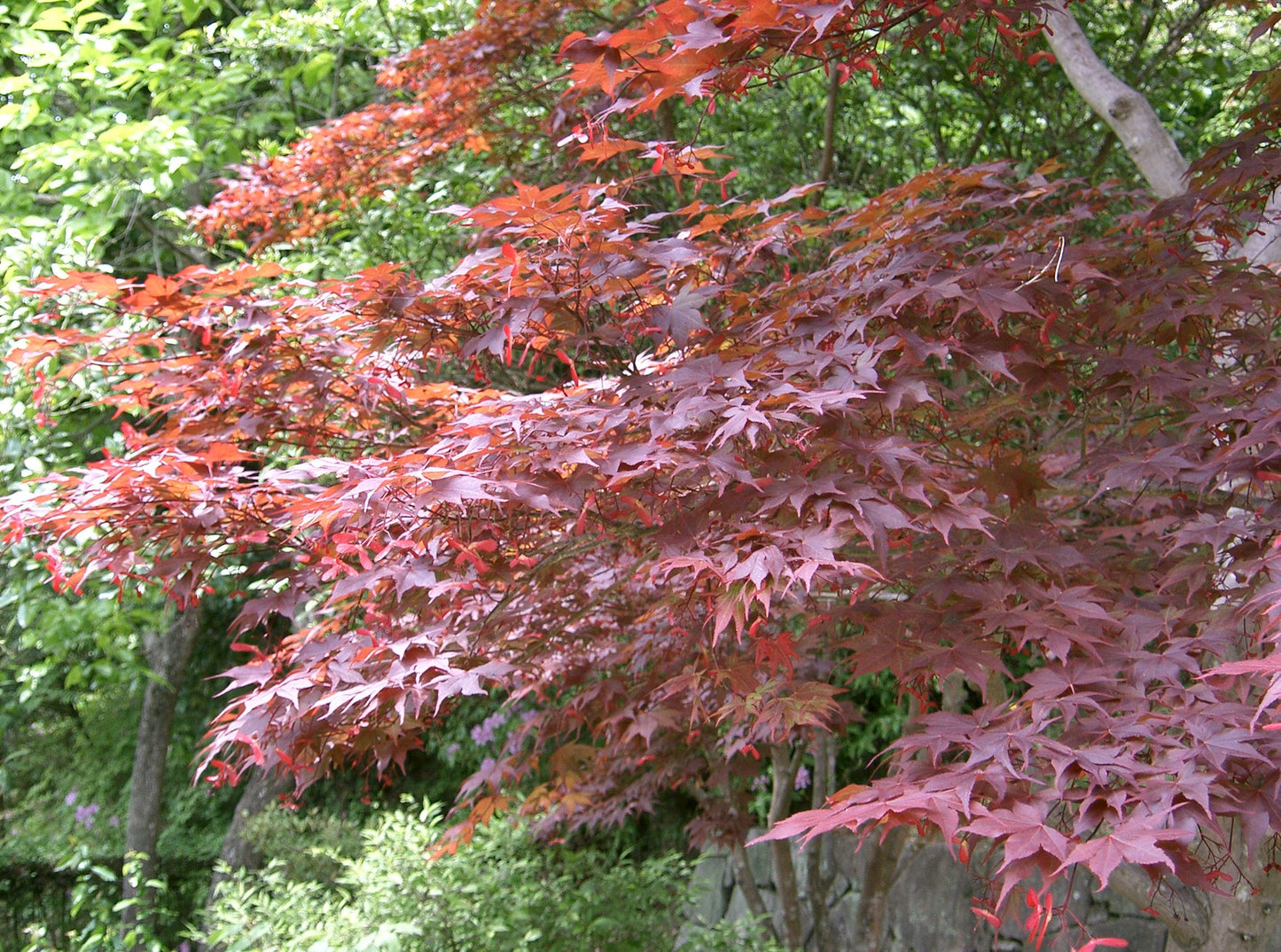 Chikushigata Tsukushigata Maple (Acer palmatum ssp. amoenum 'Tsukushigita' dry seed)
