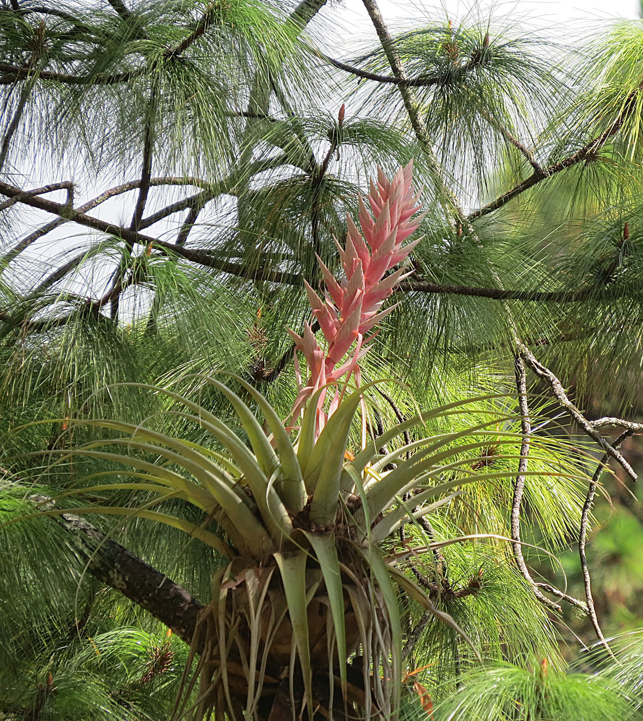 Thinleaf Pine (Pinus maximinoi)