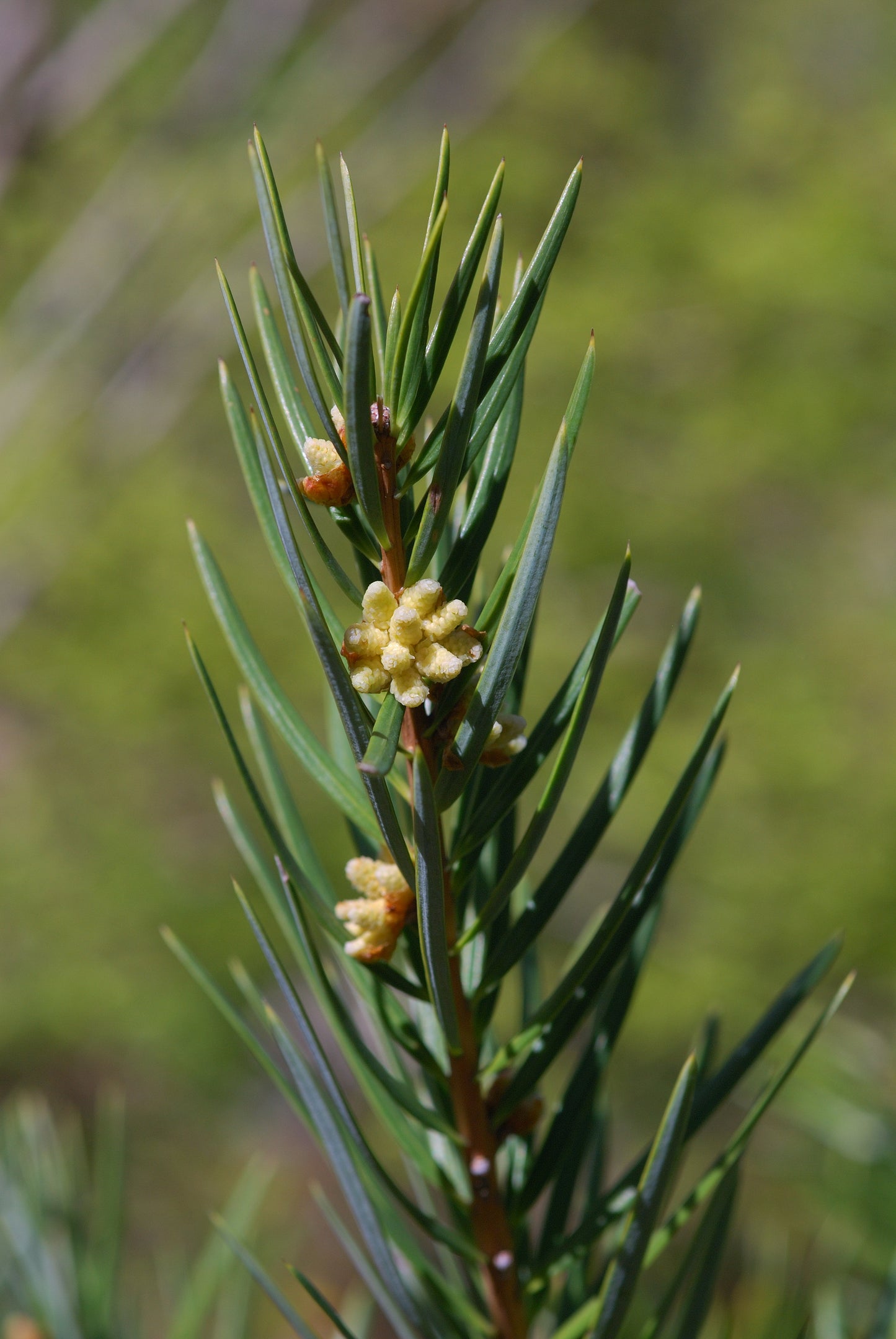 Evelyn Keteleeria Yunnan Youshan (Keteleeria evelyniana)