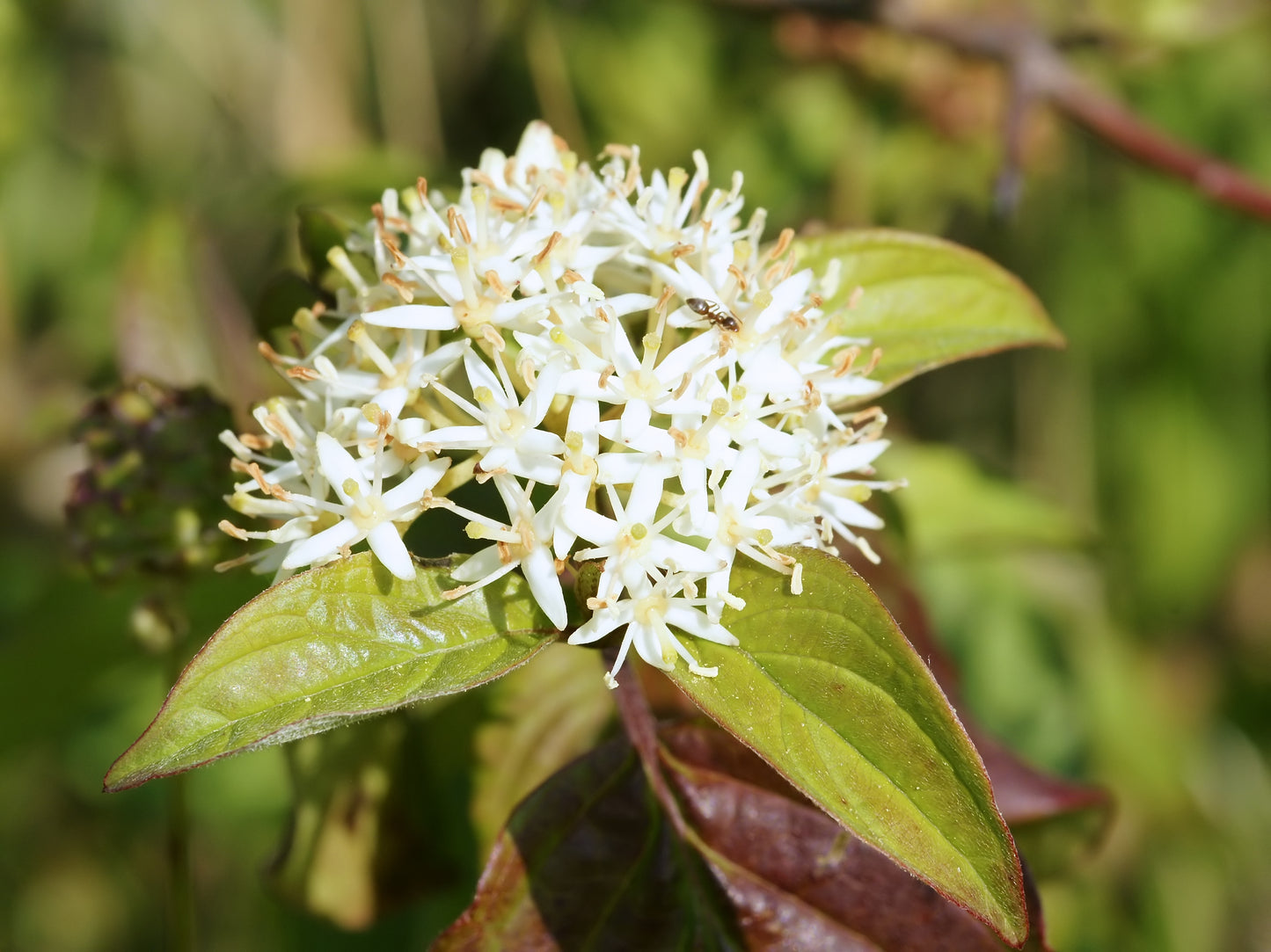 Bloodtwig Dogwood (Cornus sanguinea)