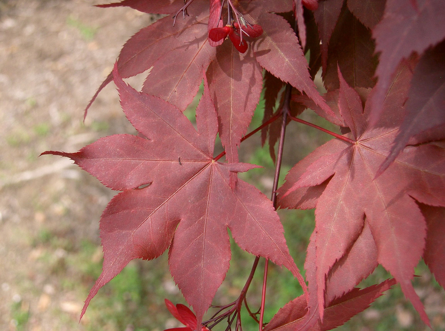 Chikushigata Tsukushigata Maple (Acer palmatum ssp. amoenum 'Tsukushigita' dry seed)