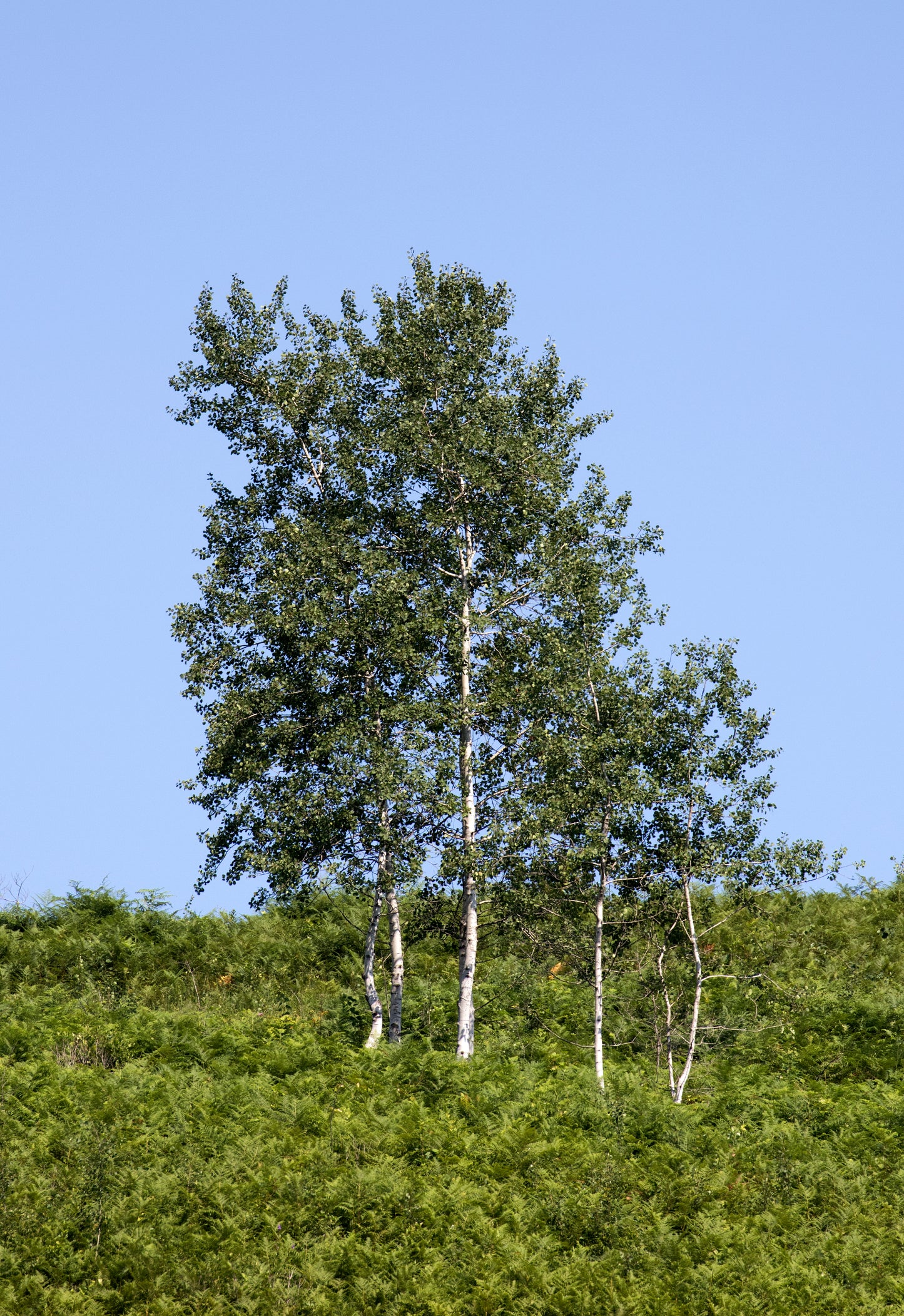 European Aspen (Populus tremula)