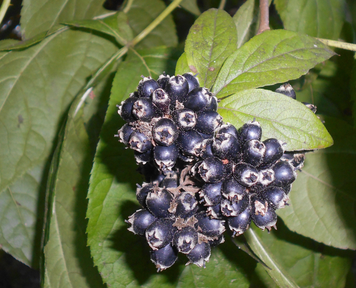 Wangrangkura (Eleutherococcus sessilifloru)