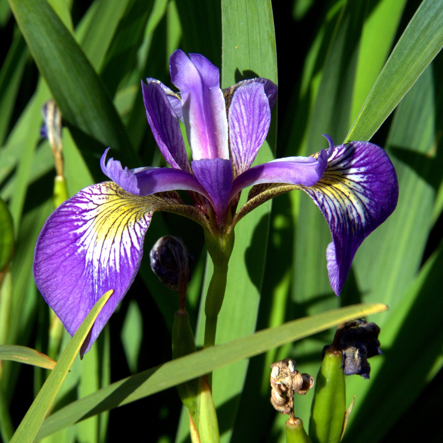 Southern Flag Virginia Iris (Iris virginicaIris virginica)