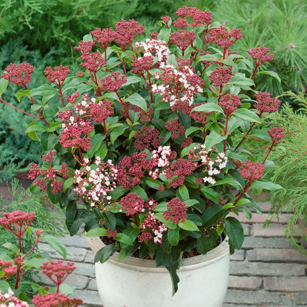 Laurustine Laurustinus Viburnum (Viburnum tinus)